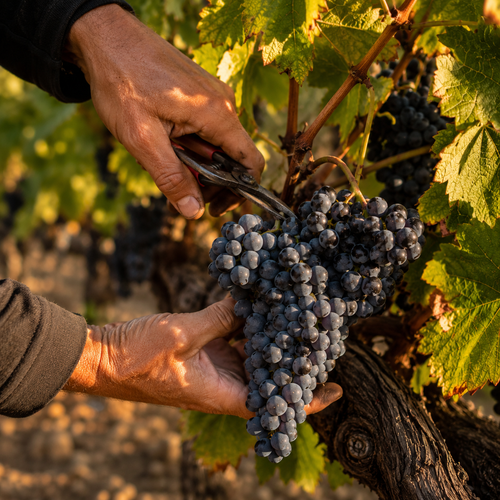 Manolo Toro Red Blend